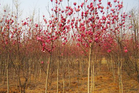 玉兰怎么扦插繁殖视频