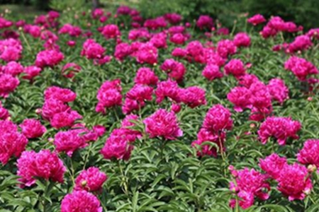 牡丹花怎么换盆视频