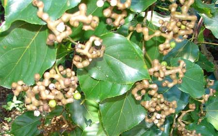 枳椇的果实肉质多汁、味甜可食