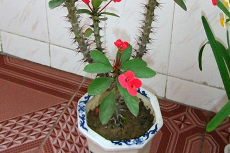 虎刺梅水浇多了叶子发黄怎么办