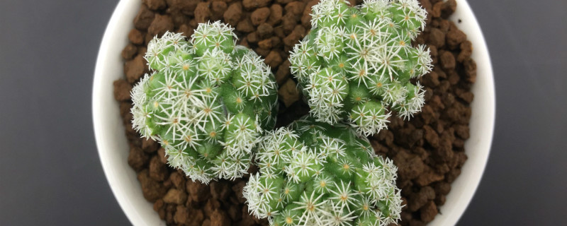 银手指怎么养才漂亮(银手指怎样养才能开花)