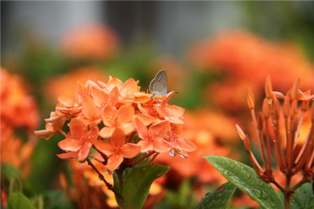繁星花和仙丹花一样吗