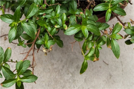 紫萼距花修剪视频