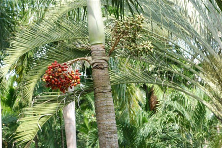 橄榄树怎么种家养