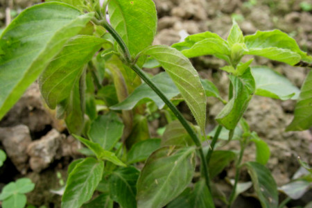 九头狮子草多少钱一斤