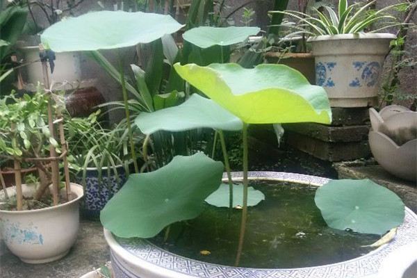 荷花的种植及其注意事项(荷花的种植及其注意事项是什么)