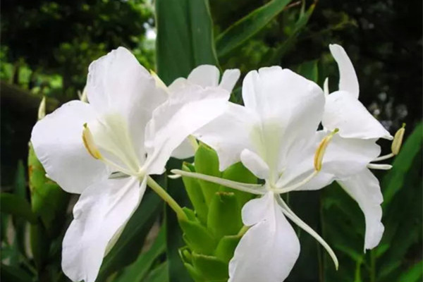 姜花的养殖方法和注意事项(姜花的养殖方法和注意事项视频)