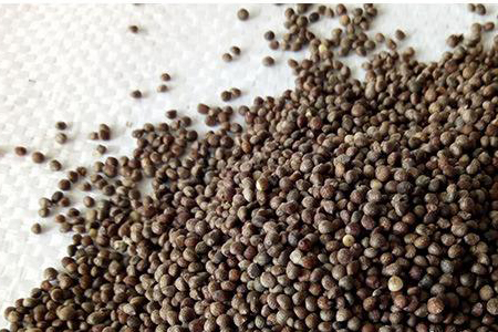 苏子什么时候种