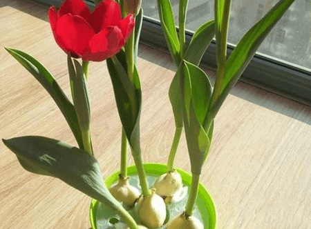 郁金香水培视频教程