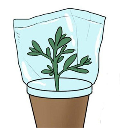 黄金万年草生虫怎么办