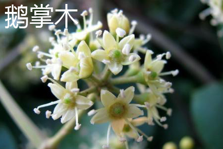 鹅掌柴和发财树哪个值钱