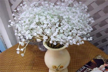 满天星为什么不会枯萎