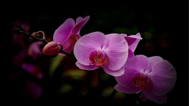 蝴蝶兰一年开几次花(蝴蝶兰一年开几次花开完花怎样处理)