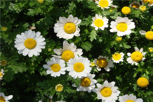 如何使白晶菊在元旦开花(白晶菊怎么爆盆)