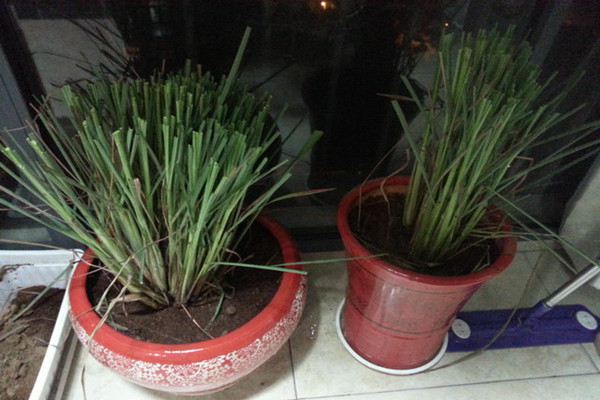 香茅的功效和作用(香茅的功效作用与主治)