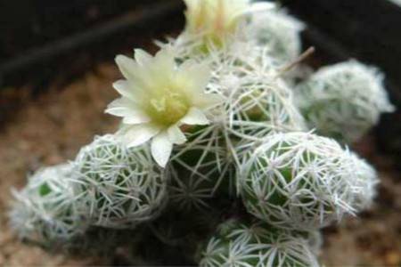 银手指怎样养才能开花