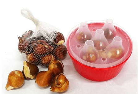 郁金香水培视频教程