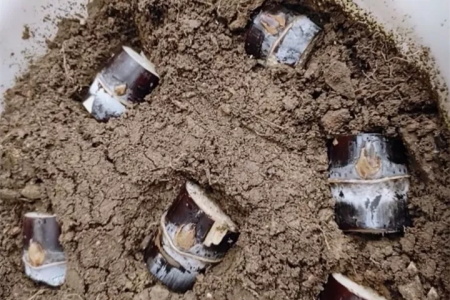 甘蔗栽植种植技术