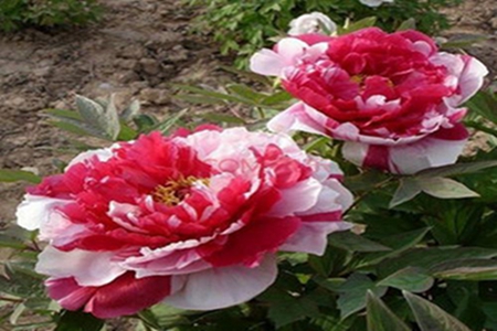 牡丹花怎么换盆视频