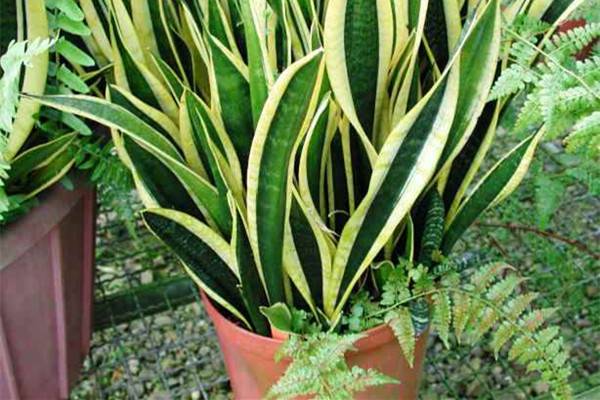 梅雨季有什么花