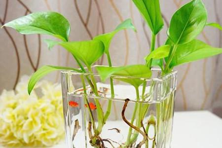 厨房卫生间适合放什么植物