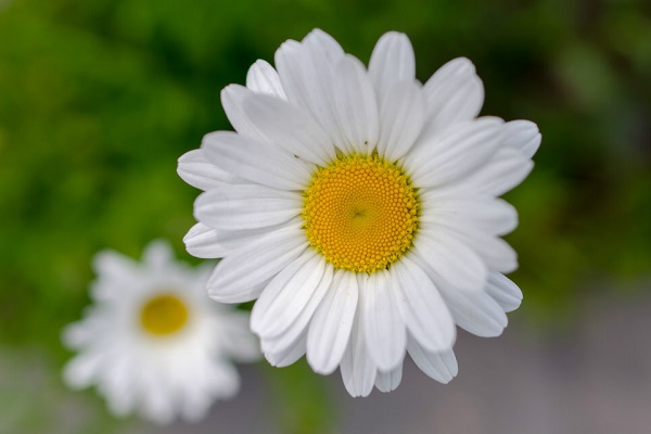 玛格丽特花怎么过冬(玛格丽特花冬天怎么过冬)