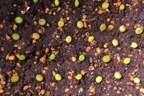 星球的播种方法(星球如何)