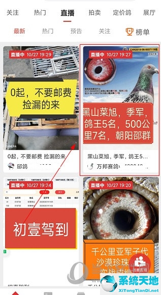 赛鸽头条新闻(下载赛鸽头条)