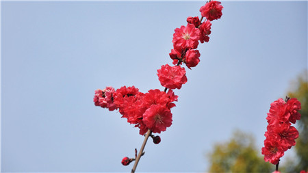 盐水浇花 多久会死