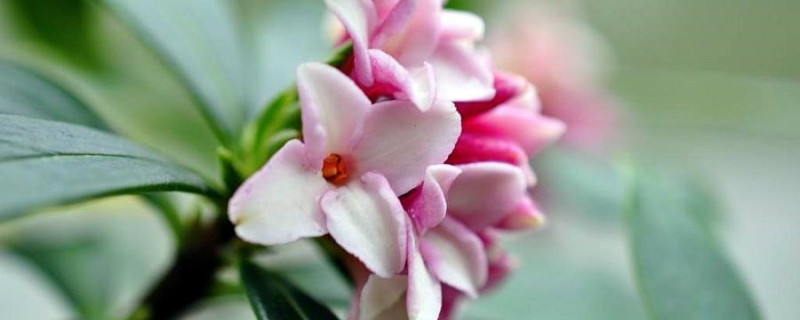 瑞香花怎么繁殖(瑞香花怎么繁殖后代)