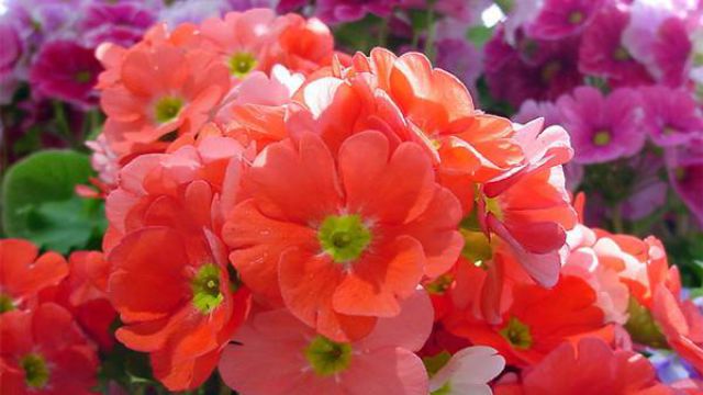 报春花常见的种类有哪些(报春花常见的种类有哪些花)