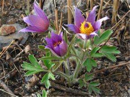 白头翁怎么饲养