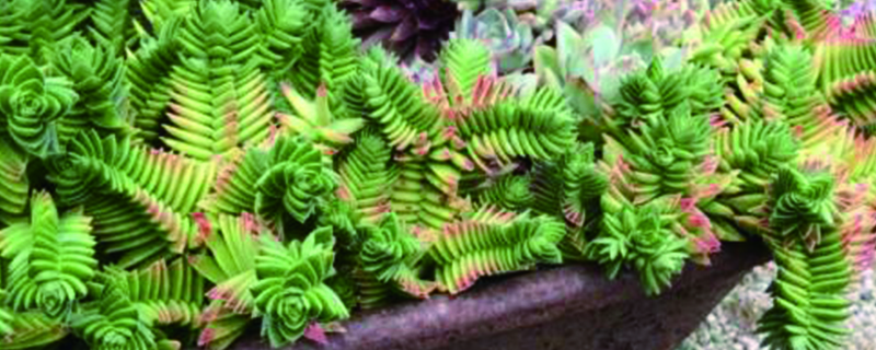 茜之塔多肉怎么养用什么盆徒长怎么办(茜之塔和火祭有什么区别)