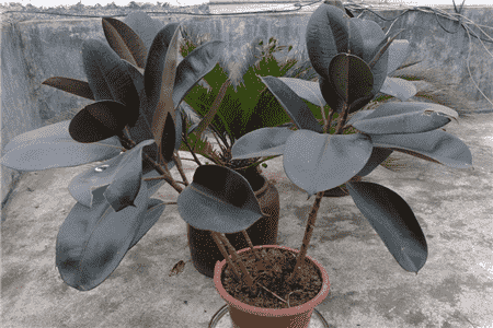 橡皮树秋天养护知识