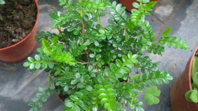 清香木怎么扦插(清香木怎么扦插多久发芽啊)