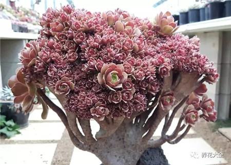 多肉白凤老桩图片