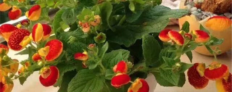 蒲包花叶子发黄怎么办处理方法黄叶枯萎的原因(蒲包花是多年生吗)