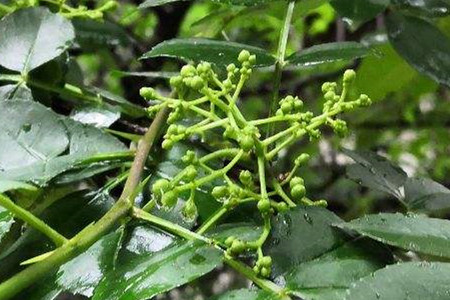 竹叶花椒树图片及名称