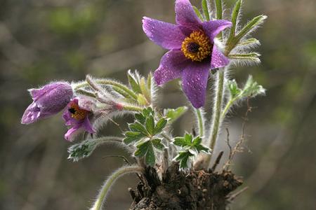 白头翁怎么饲养