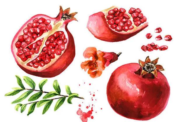 软籽石榴的区别