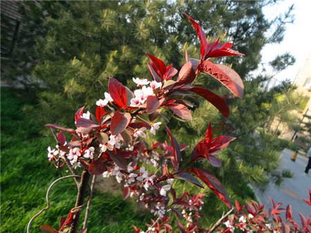 紫叶李盆栽注意事项