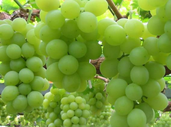 阳光玫瑰葡萄无籽是打避孕药吗赤霉素植物生长调节剂(阳光玫瑰葡萄无籽安全吗)