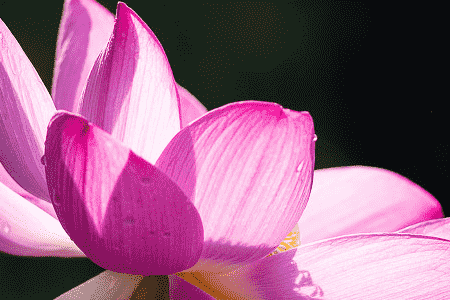 荷花几年开花结果