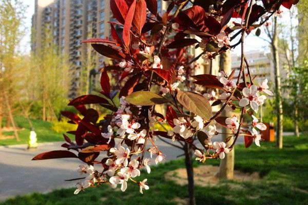 紫叶李的换盆方法(紫叶李盆栽注意事项)