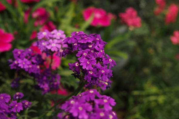 家里养福禄考有什么作用(福禄考好养活吗)