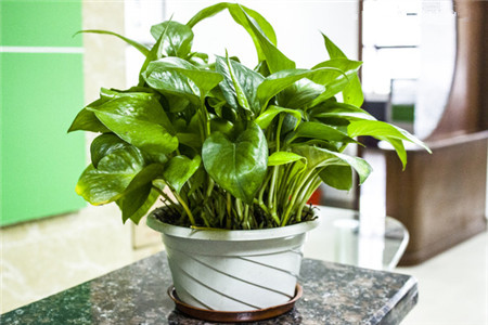 绿萝长高了应该掐头吗