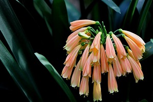 垂笑君子兰怎么施肥(垂笑君子兰不吉利吗)