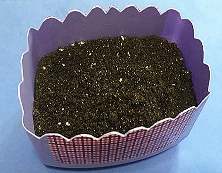 宫灯百合的播种和种球繁殖