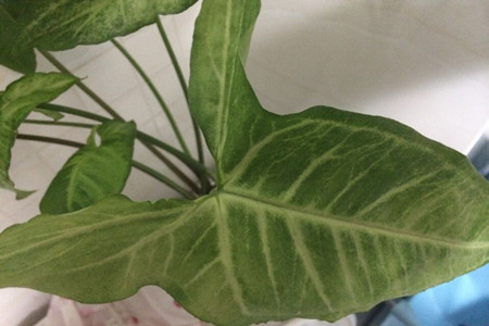 白蝴蝶植物怎么养