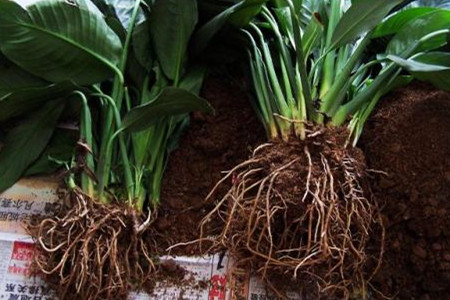 白鹤芋怎么繁殖的